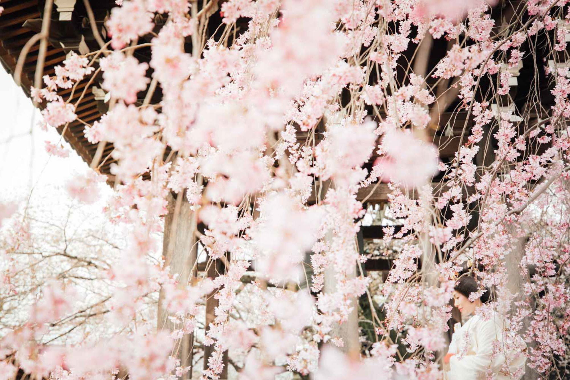 japanprewedding  japanphotographer japanweddingphotographer weddingphotographer kyotophotographer kyotoprewedding kyotoweddingphotographer kyotofamilyphoto kyotocouplephotoengagementphoto kyotoengagementphoto