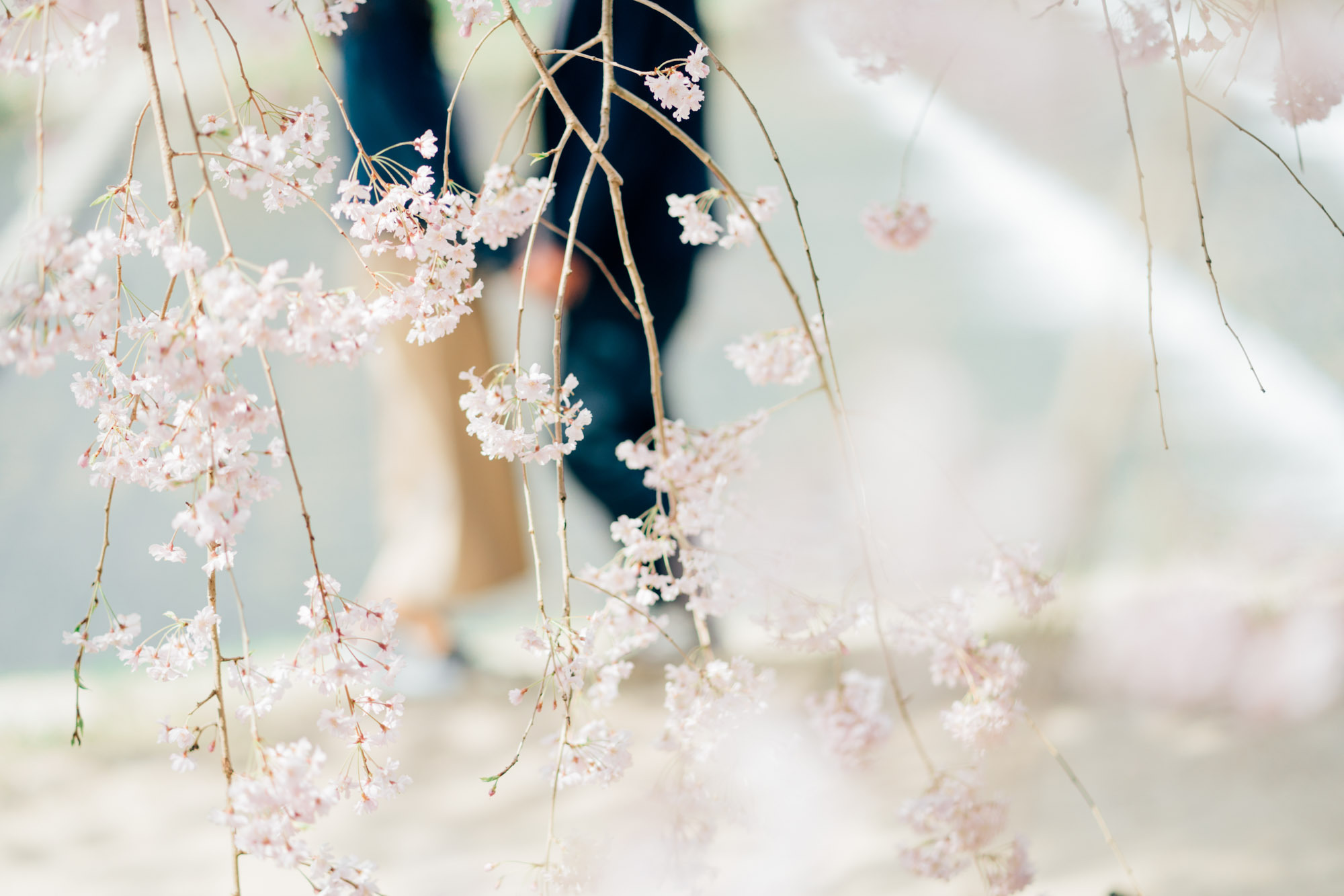 japanprewedding  japanphotographer japanweddingphotographer weddingphotographer kyotophotographer kyotoprewedding kyotoweddingphotographer kyotofamilyphoto kyotocouplephotoengagementphoto kyotoengagementphoto