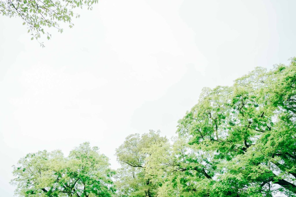 京都上賀茂神社