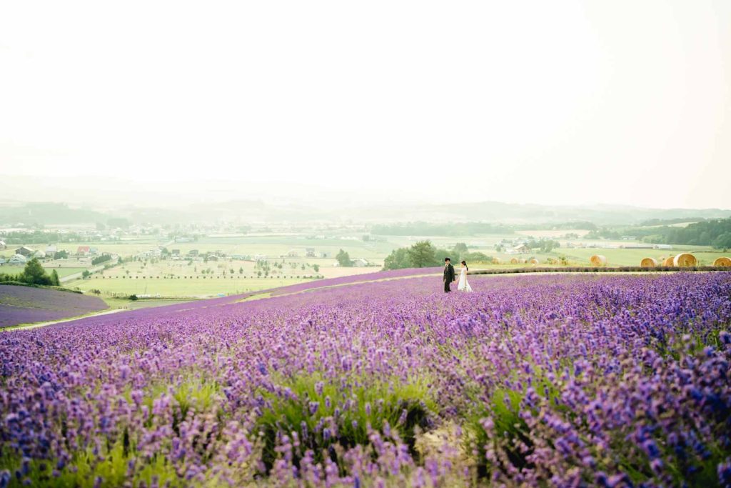 HOKKAIDO  Lavender  PRE WEDDING