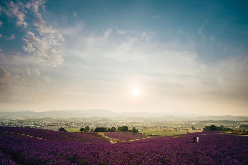 HOKKAIDO  Lavender  PRE WEDDING